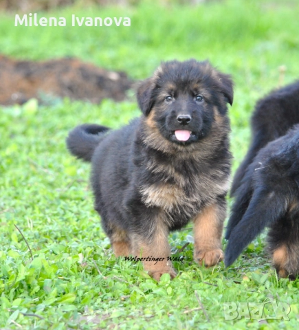 Мъжки немски овчарки с ДЪЛЪГ косъм , снимка 10 - Немска овчарка - 52510345