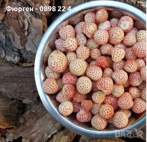 Бяла ягода - ананасова , снимка 8 - Разсади - 36835571