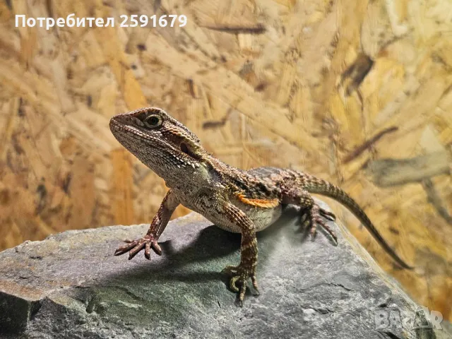Брадата агама, снимка 2 - Други - 48340170
