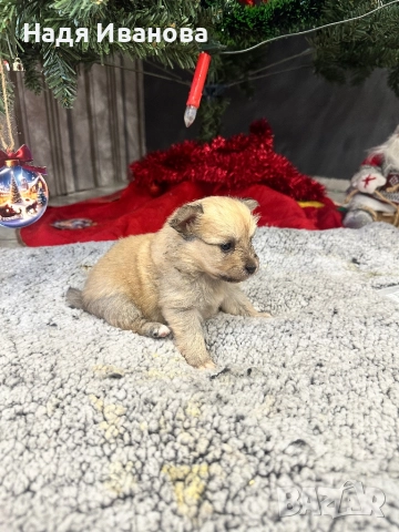 Шпиц, снимка 2 - Померан - 52907341