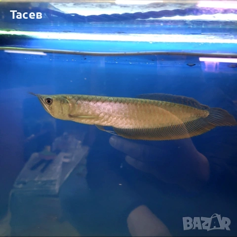 Сребърна арована 30см