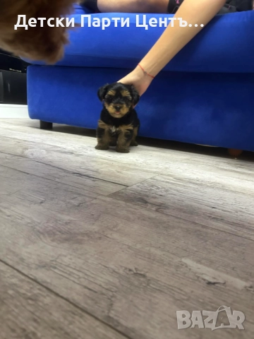 Йоркширски териер, мъжки. Много забавен. Даже вече се изхожда на памперс, е тъй, снимка 4 - Йоркширски териер - 52666968