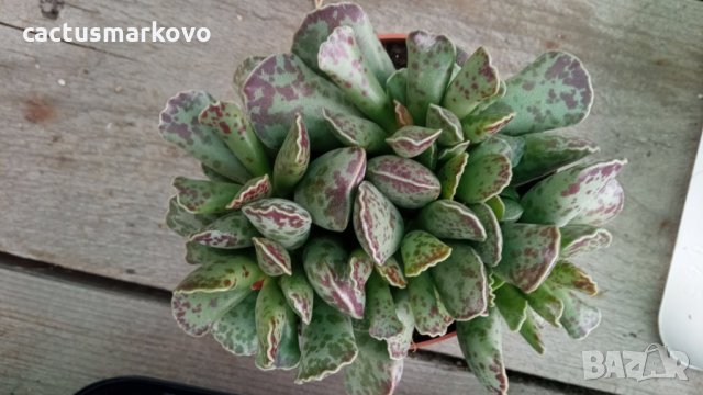 адромисхус купери, снимка 7 - Стайни растения - 33259869