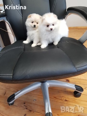 Померани померан померанчета, снимка 5 - Померан - 43700714