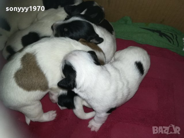 ПРОДАВАМ-продавам djack russell terrier 0406211147, снимка 11 - Джак ръсел териер - 32281099