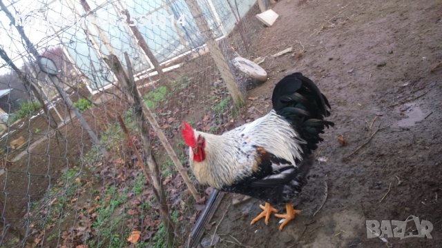 Оплодени яйца от породисти Катунски кокошки, снимка 2 - Кокошки и пуйки - 27672918