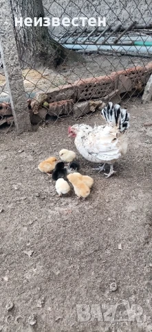 Продавам декоративни птици , снимка 6 - Гълъби - 50857848