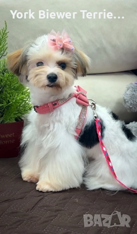 Йорк, игрива и контактна кукличка с родословие за деца и възрастни! Доставка 