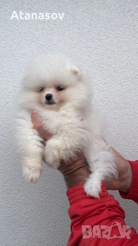 Померан Померанче, снимка 3 - Померан - 53090726