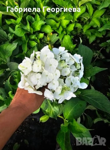 Хортензия за сянка , снимка 4 - Градински цветя и растения - 50569391