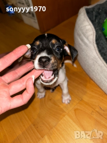 ДЖАК РЪСЕЛ ТЕРИЕР 2810250755, снимка 7 - Джак ръсел териер - 52206567