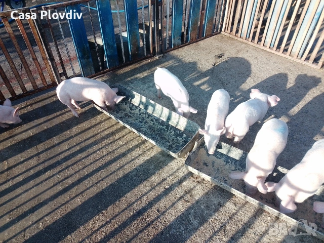 малки прасета