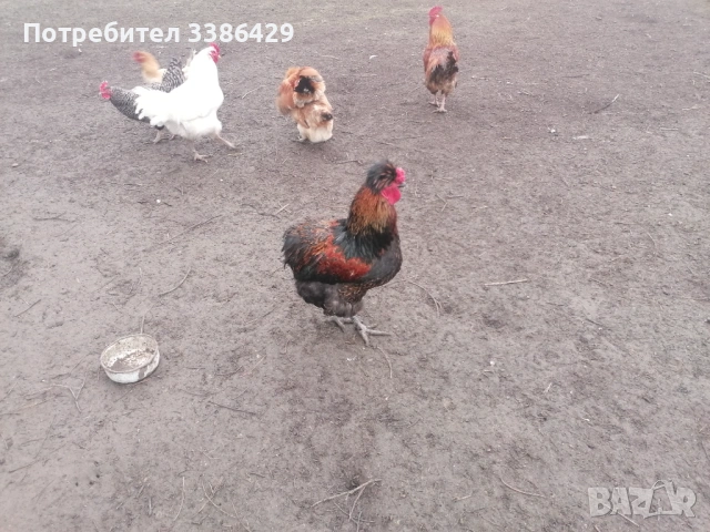  неми патици, снимка 10 - Патици и гъски - 48423171