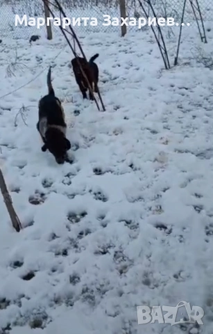 Кучета за пазачи на стада, снимка 3 - Други - 53458794