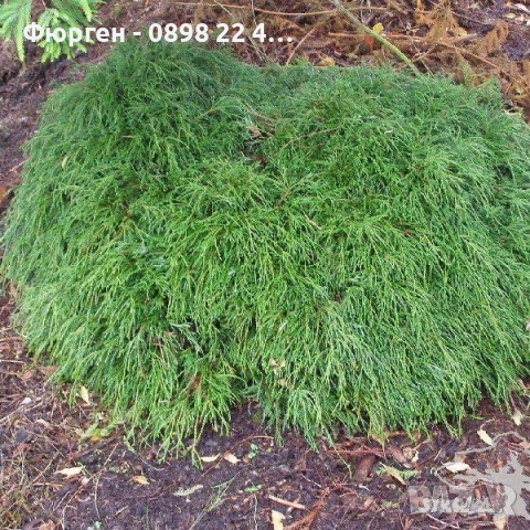 Лъжекипарис Нана – Chamaecyparis Filifera Nana, снимка 6 - Разсади - 52714380