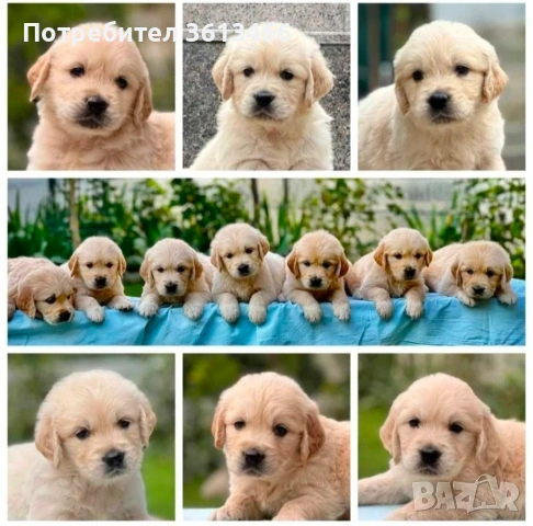 Чистокръвни Голдън ретривър мъжки и женски мъжки и женски