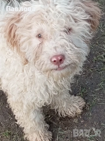 Продавам кученца лагото романьоло, снимка 6 - Други - 53065220