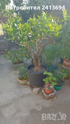 портокал "Валенсия", снимка 4 - Други стоки за дома - 51537842