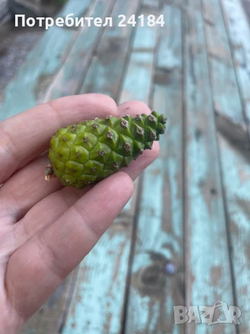 Шишарки за декорация+ зелени шишарки, снимка 2 - Декорация за дома - 50874489