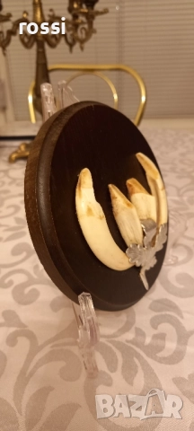 Красиви немски трофеи диво прасе, документ, трофей, снимка 6 - Колекции - 44200959