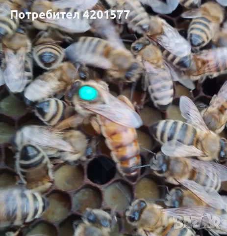 Продавам отводки и пчелни майки сезон 2026 г.