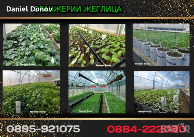 Над 150 сорта разсади за домати, краставици, тиквички, патладжан, дини, пъпеши, цветя, снимка 3 - Разсади - 52473586