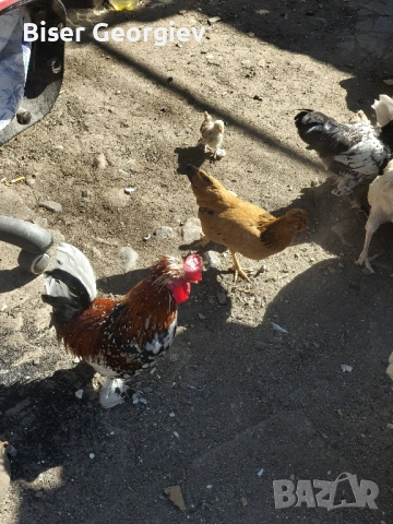 джинки различни цветове млади мъжки и женски , снимка 5 - За птици - 51853244