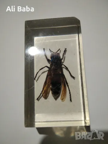 Стършел колекционерски 