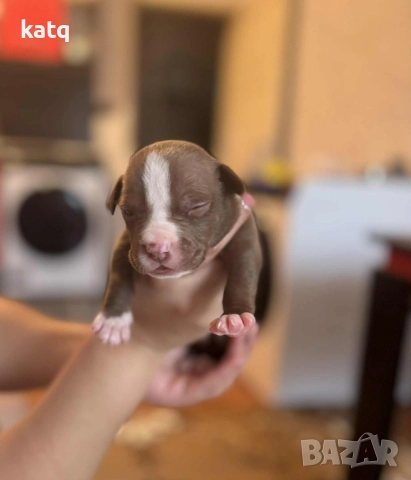 Питбулчета за продажба! 🐾 , снимка 4 - Питбул - 52518976