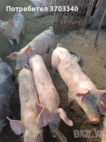 Продавам прасенца