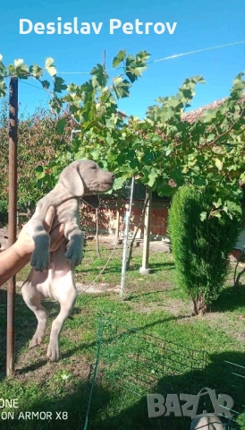 Ваймаранери , снимка 4 - Ваймаранер - 52127018