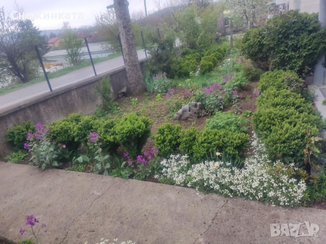 Продавам различни чемшири, снимка 2 - Градински цветя и растения - 36541426