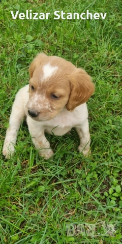 Еспаньол бретон , снимка 1