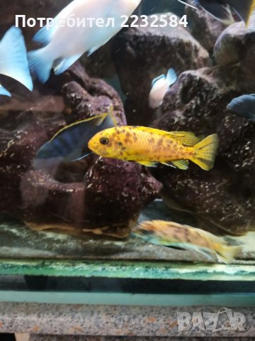 Рибки Африкански цихлиди , снимка 2 - Рибки - 38813218