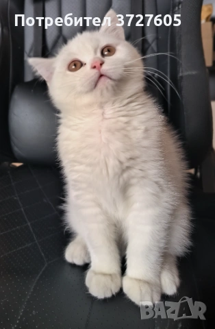 Британска късокосместа