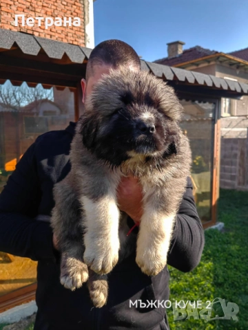 Кавказка овчарка , снимка 2 - Кавказка овчарка - 52868181