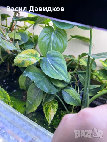 Растения надводни и водни , снимка 5 - Оборудване за аквариуми - 50672676