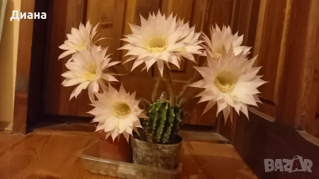 Кактус ехинопс в декоративен съд, снимка 5 - Стайни растения - 48339857