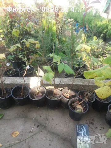 Жълта  малина - 5 сорта, снимка 4 - Разсади - 47359503