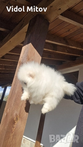 Мини Померан момче , снимка 3 - Померан - 52516025