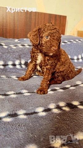 Мини пудел той бебета, снимка 8 - Пудели - 52582359