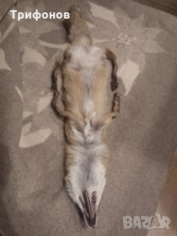 Лисица, снимка 3 - Други - 27369123