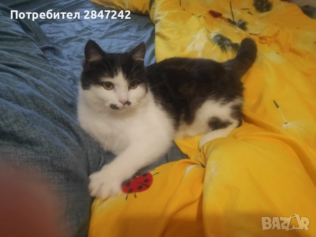 Домашни котенца 