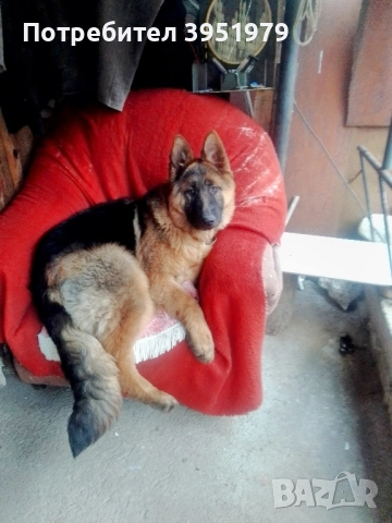 Продавам мъжка немска овчарка, снимка 11 - Немска овчарка - 52170970