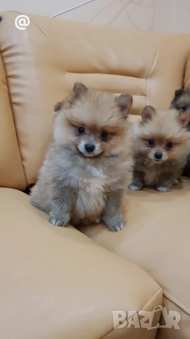 Померан померанчета Гр. София снимки от днес 05.12.2025г, снимка 13 - Померан - 52665938