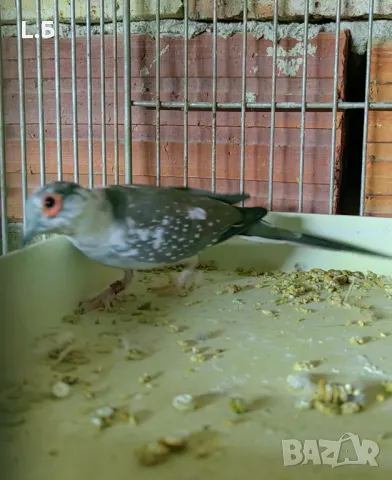 Диамантена гугутка шарена, снимка 1