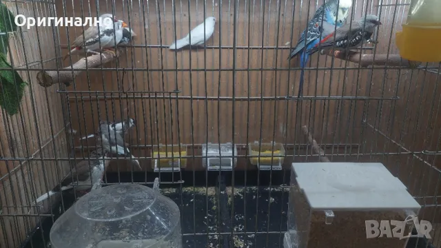  Диамантени, Зеброви и Японски  амадини, снимка 7 - Амадини - 48619977