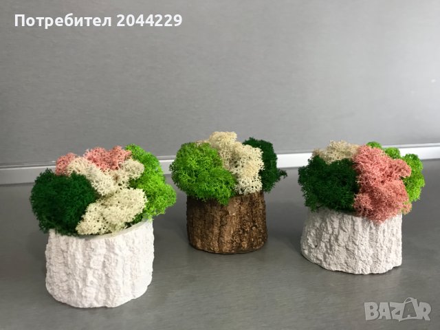 КАШПИ със скандинавски мъх, снимка 3 - Декорация за дома - 40432644