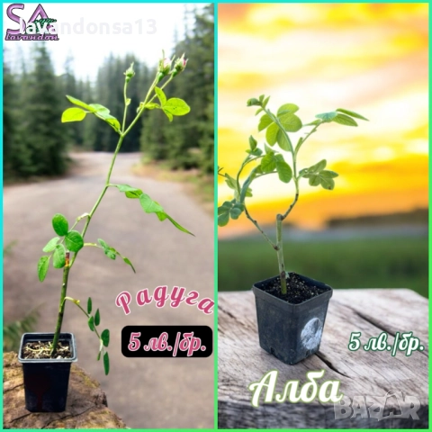 💟Лавандула🇧🇬Маслодайни Рози💞, снимка 6 - Разсади - 30787134