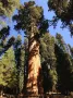 Екзотични нови 15 семена гигантска секвоя мамутово дърво sequoiadendron giganteum декорация в двора, снимка 16